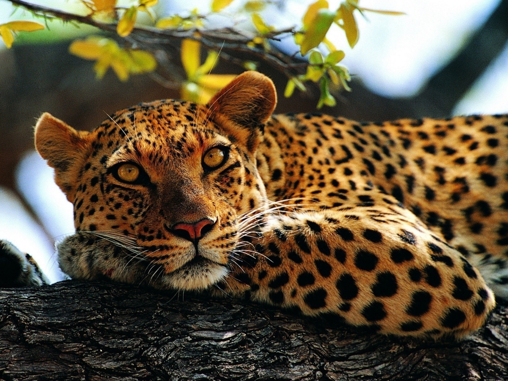Calm Leopard for 1024 x 768 resolution