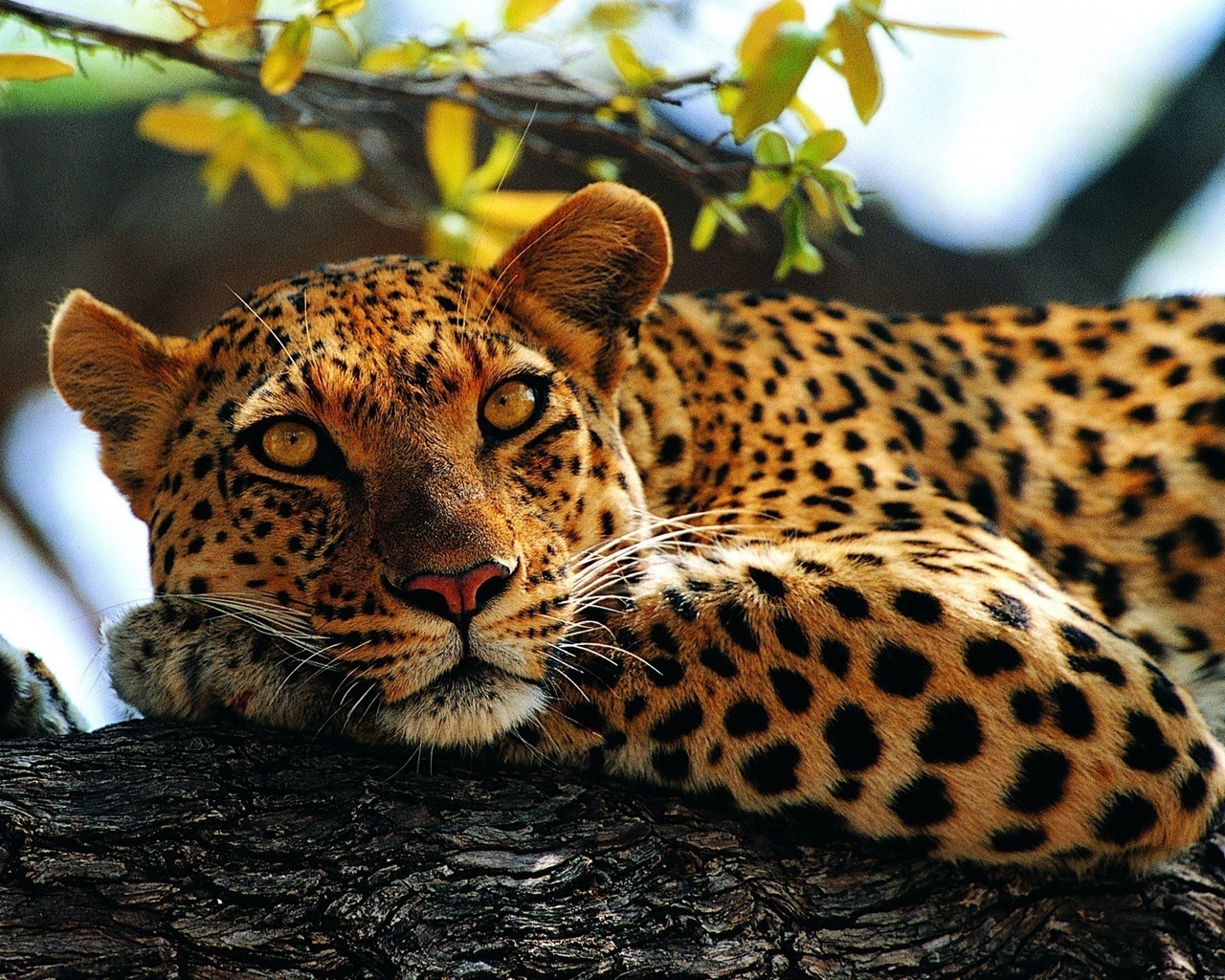 Calm Leopard for 1280 x 1024 resolution