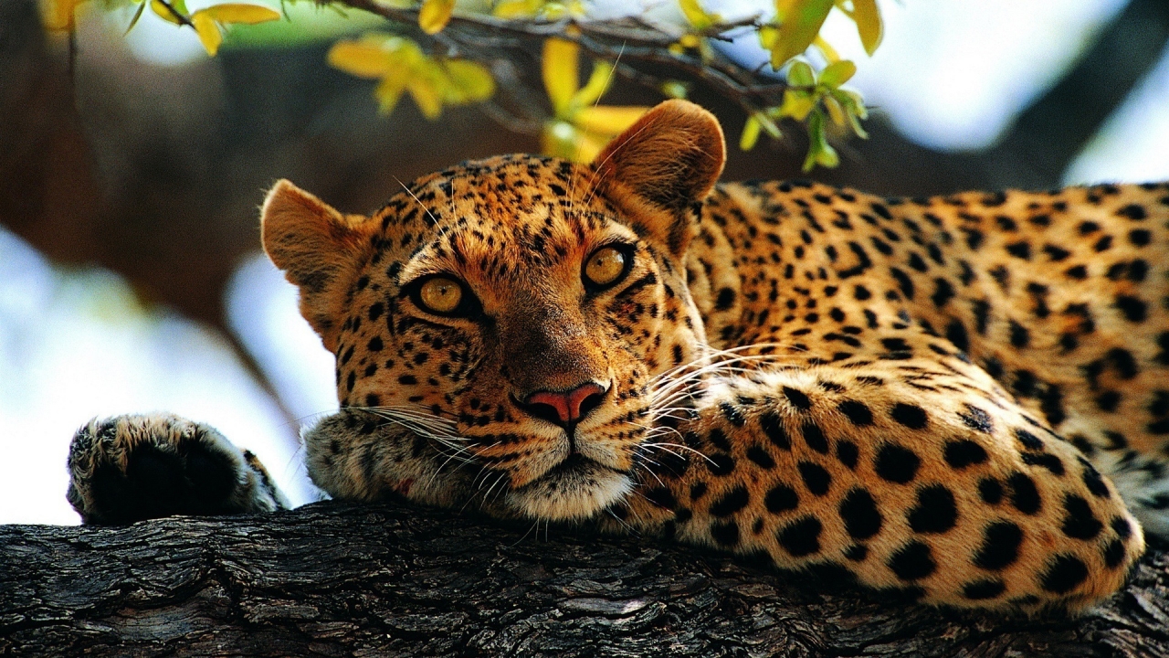 Calm Leopard for 1280 x 720 HDTV 720p resolution