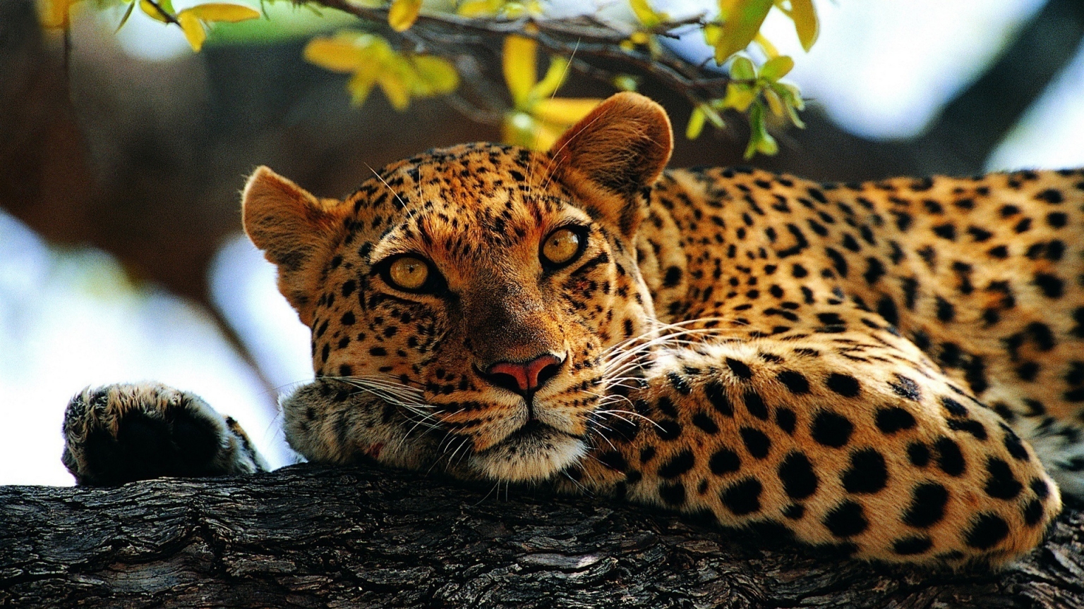 Calm Leopard for 1536 x 864 HDTV resolution