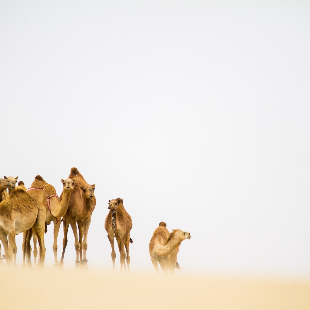Camels in the Desert for 1024 x 1024 iPad resolution