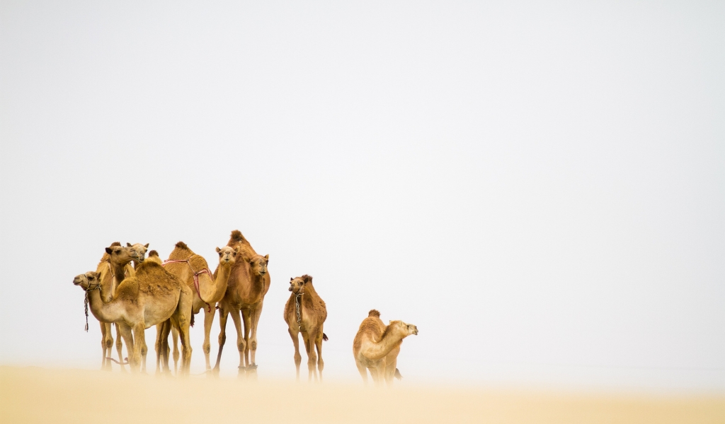 Camels in the Desert for 1024 x 600 widescreen resolution