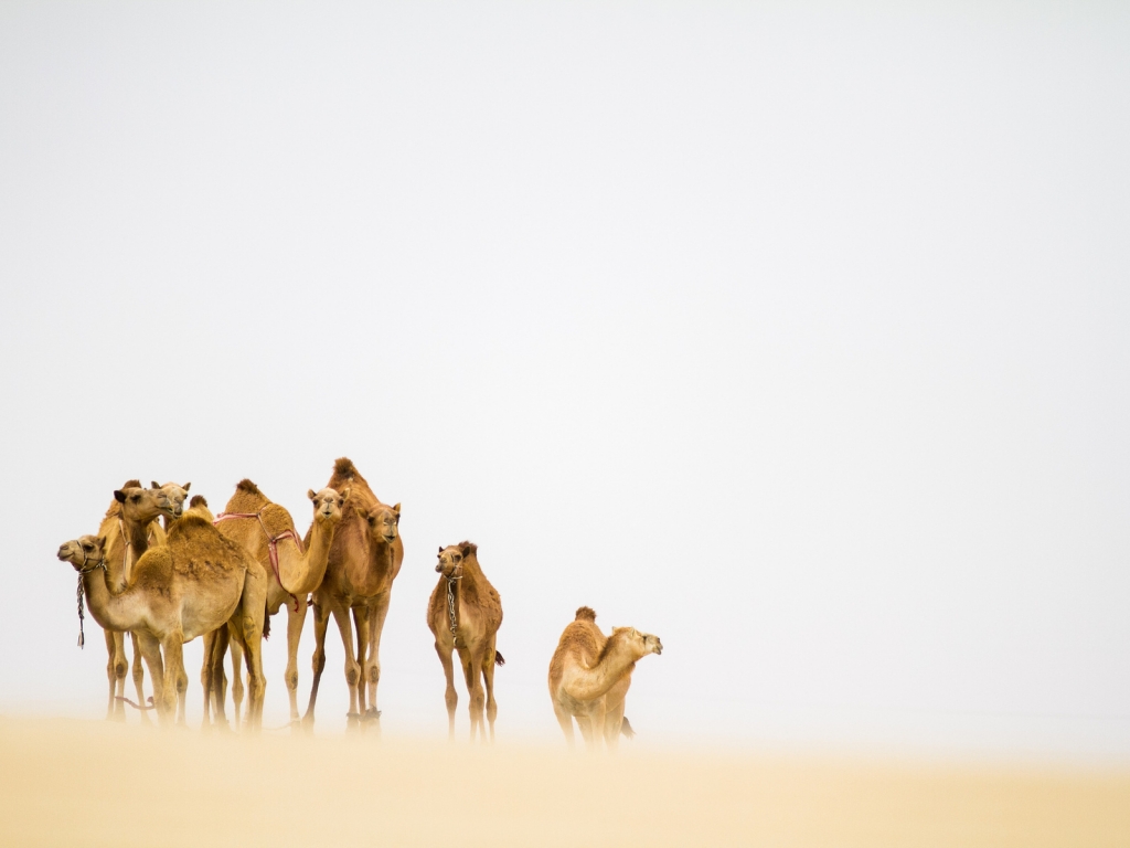 Camels in the Desert for 1024 x 768 resolution