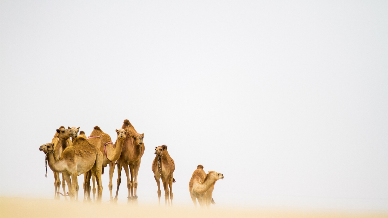 Camels in the Desert for 1280 x 720 HDTV 720p resolution