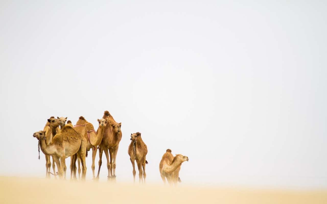 Camels in the Desert for 1280 x 800 widescreen resolution