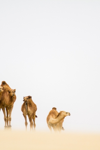 Camels in the Desert for 320 x 480 iPhone resolution