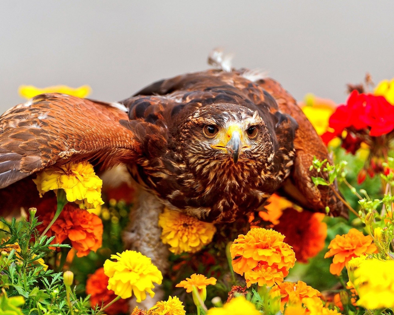 Camouflaged Bird for 1280 x 1024 resolution