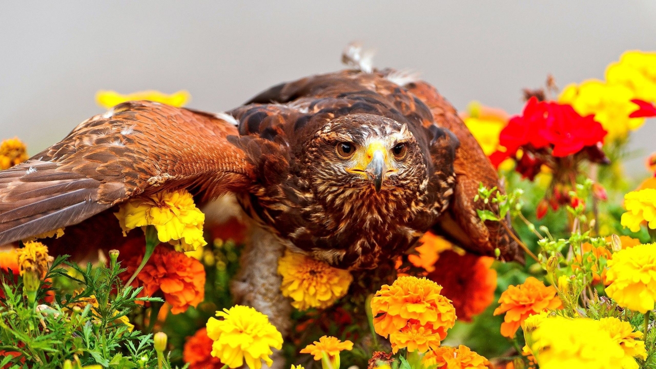 Camouflaged Bird for 1280 x 720 HDTV 720p resolution