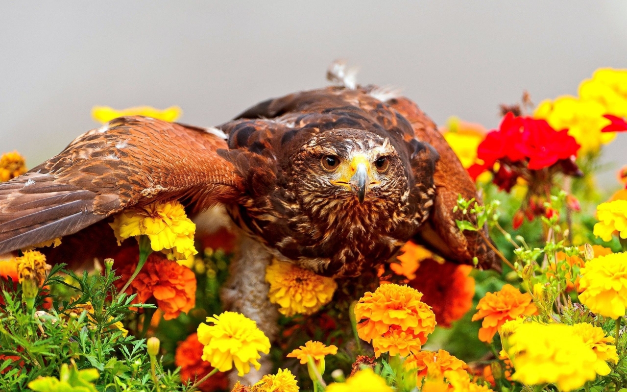 Camouflaged Bird for 1280 x 800 widescreen resolution