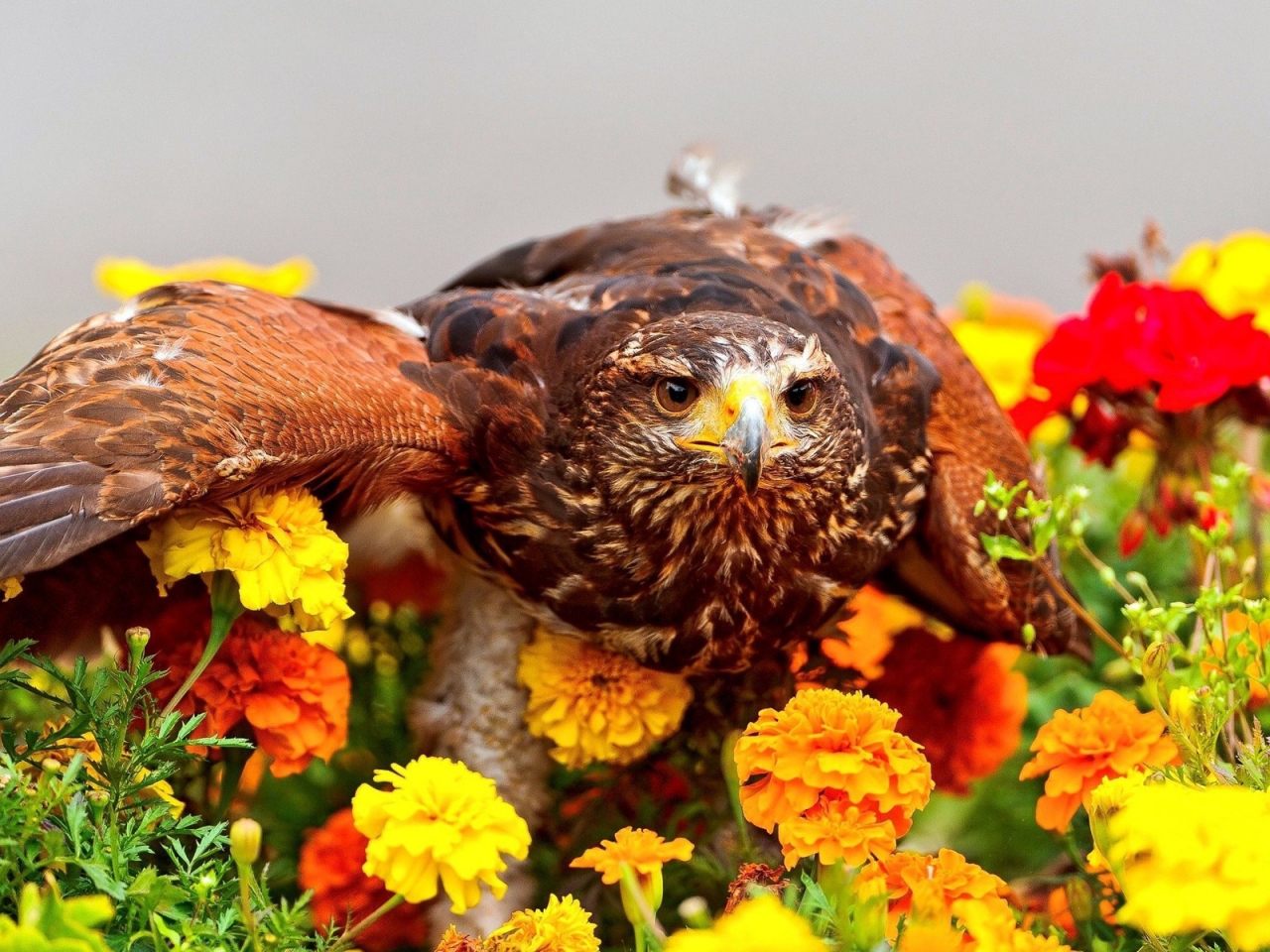 Camouflaged Bird for 1280 x 960 resolution