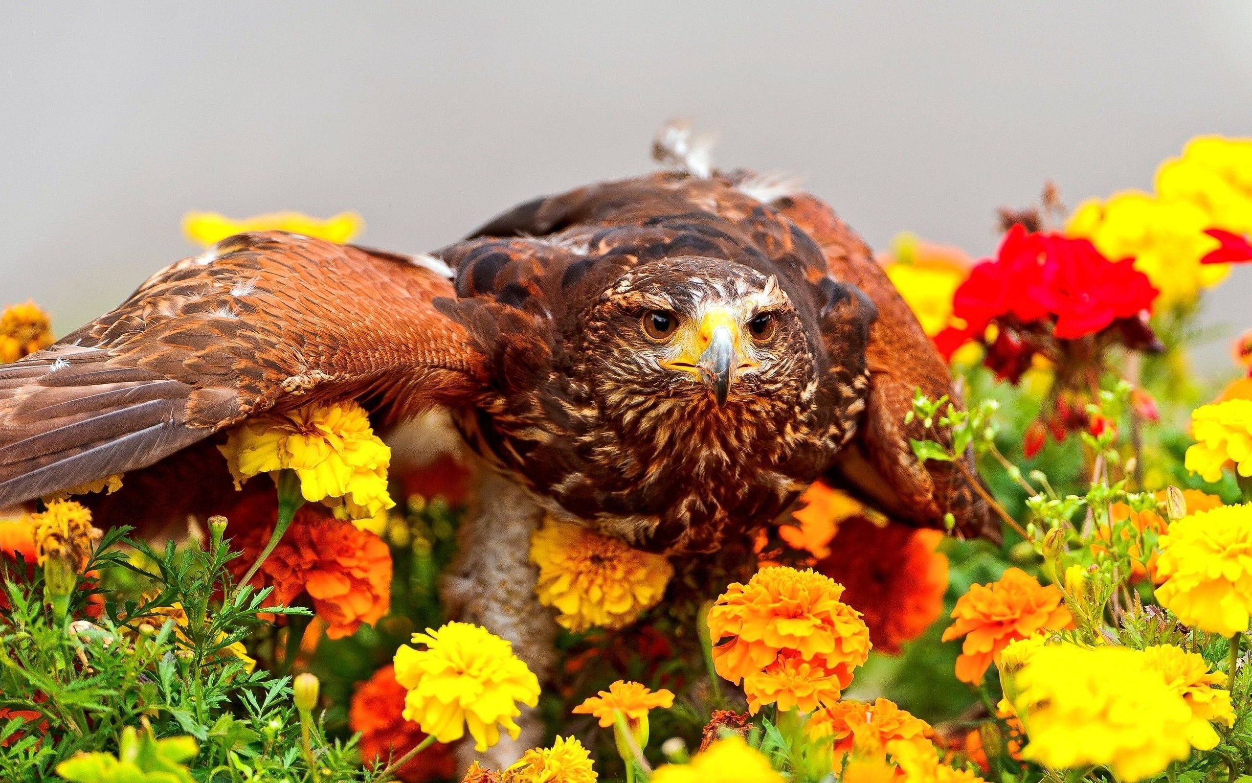 Camouflaged Bird for 2560 x 1600 widescreen resolution