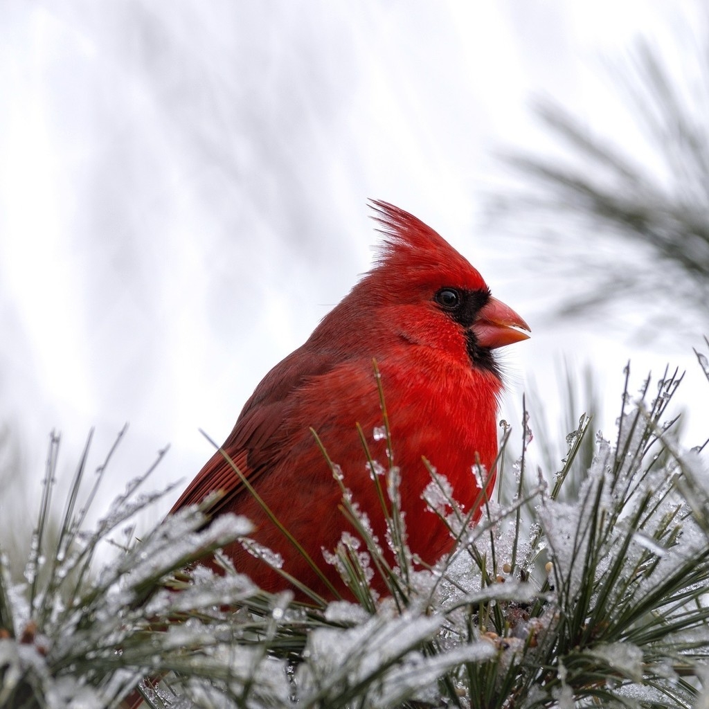 Cardinal Bird for 1024 x 1024 iPad resolution