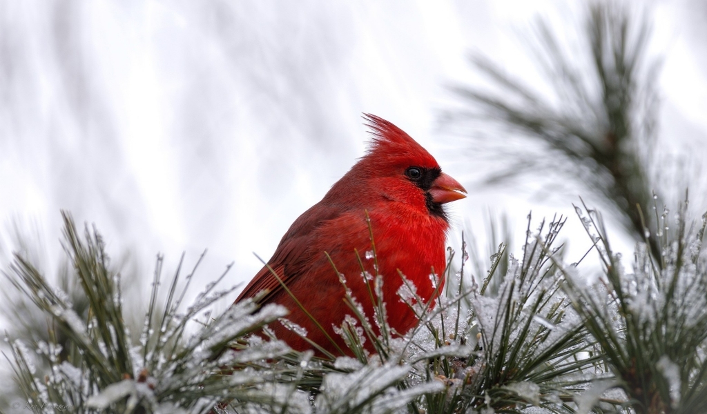 Cardinal Bird for 1024 x 600 widescreen resolution