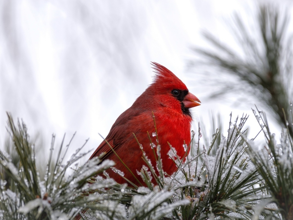 Cardinal Bird for 1024 x 768 resolution