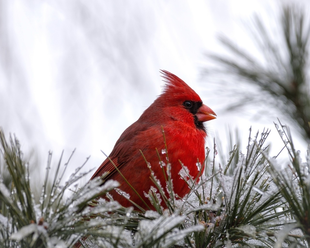 Cardinal Bird for 1280 x 1024 resolution