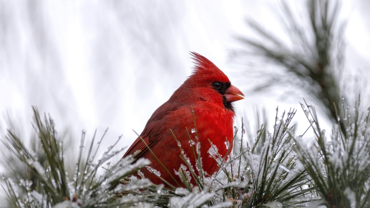 Cardinal Bird for 1280 x 720 HDTV 720p resolution