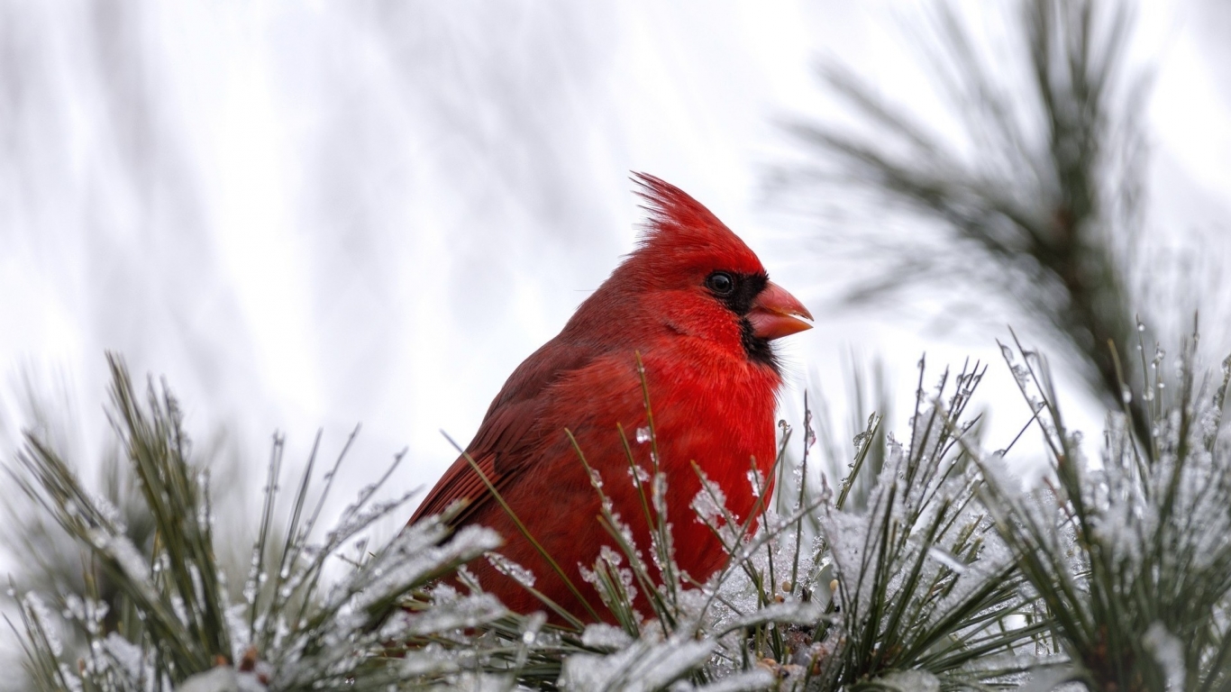 Cardinal Bird for 1366 x 768 HDTV resolution