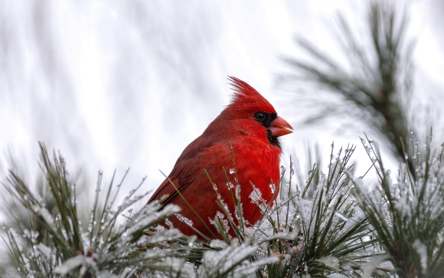 Cardinal Bird for 1440 x 900 widescreen resolution