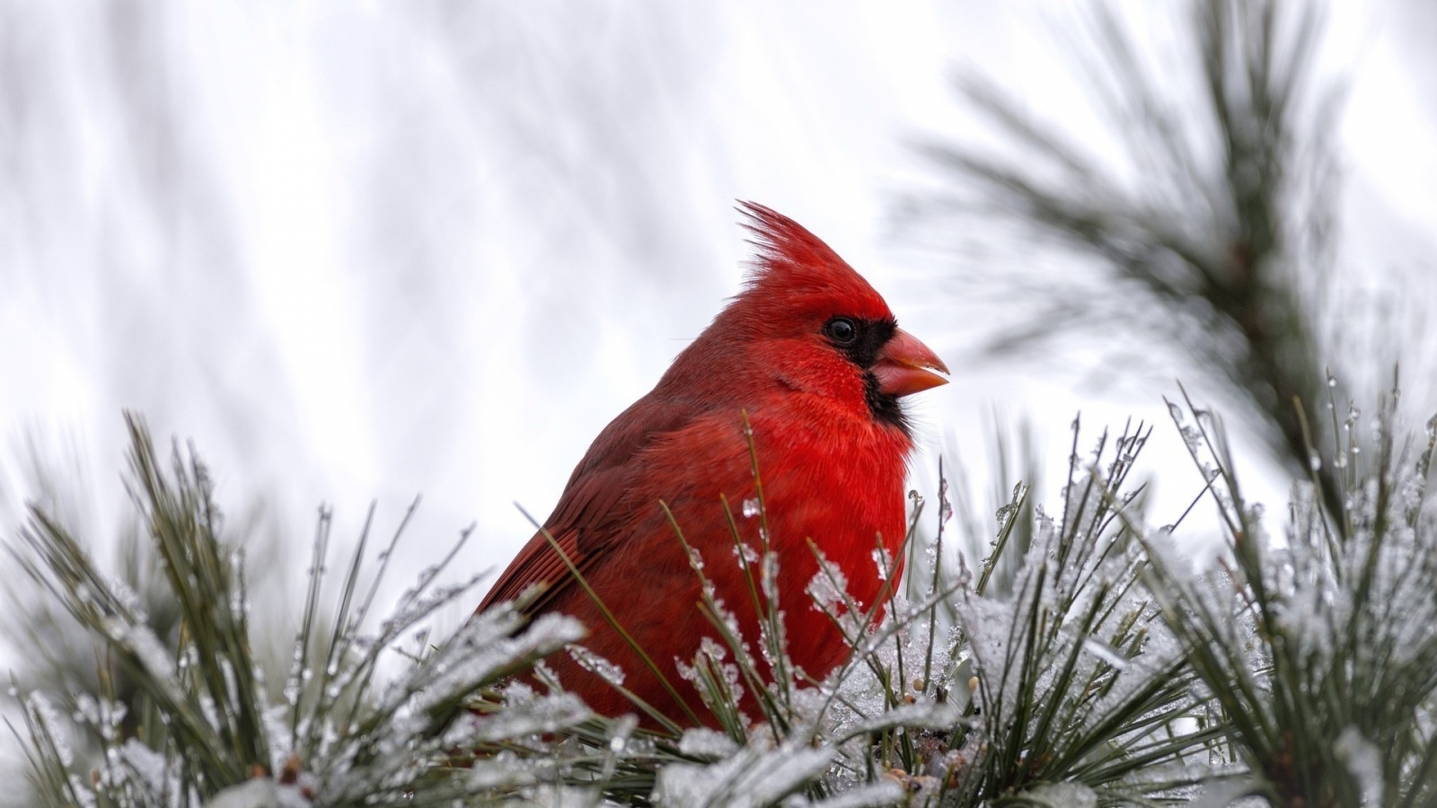 Cardinal Bird for 1600 x 900 HDTV resolution