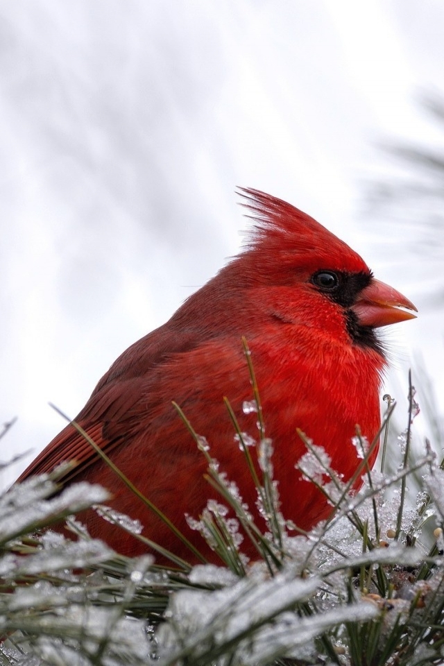 Cardinal Bird for 640 x 960 iPhone 4 resolution