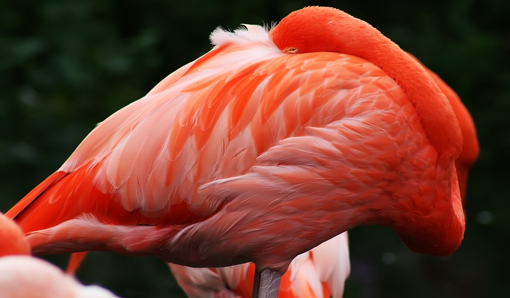 Caribbean Flamingo for 1024 x 600 widescreen resolution