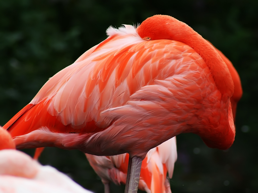 Caribbean Flamingo for 1024 x 768 resolution