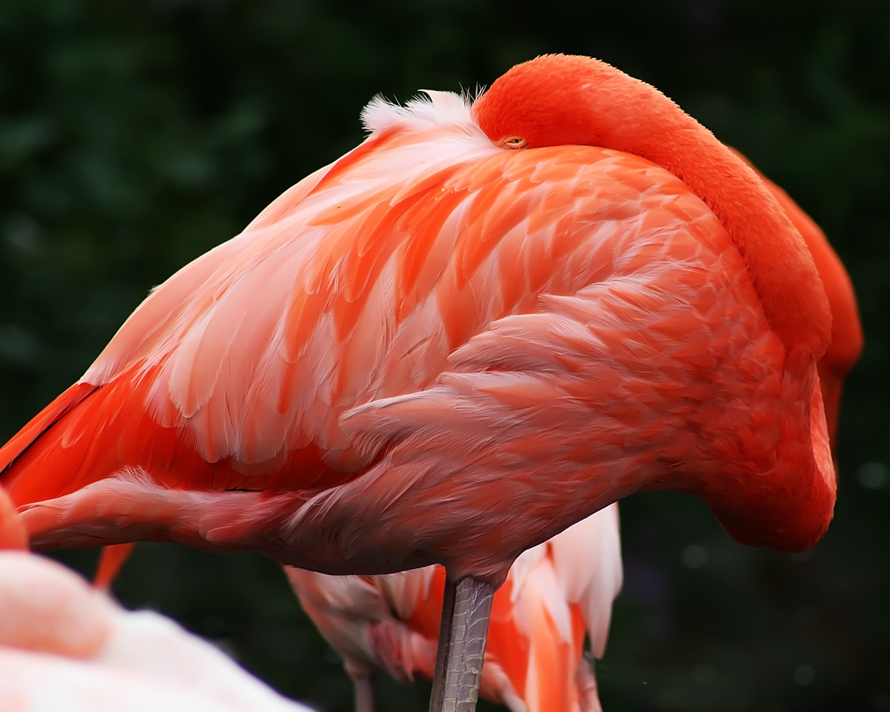 Caribbean Flamingo for 1280 x 1024 resolution
