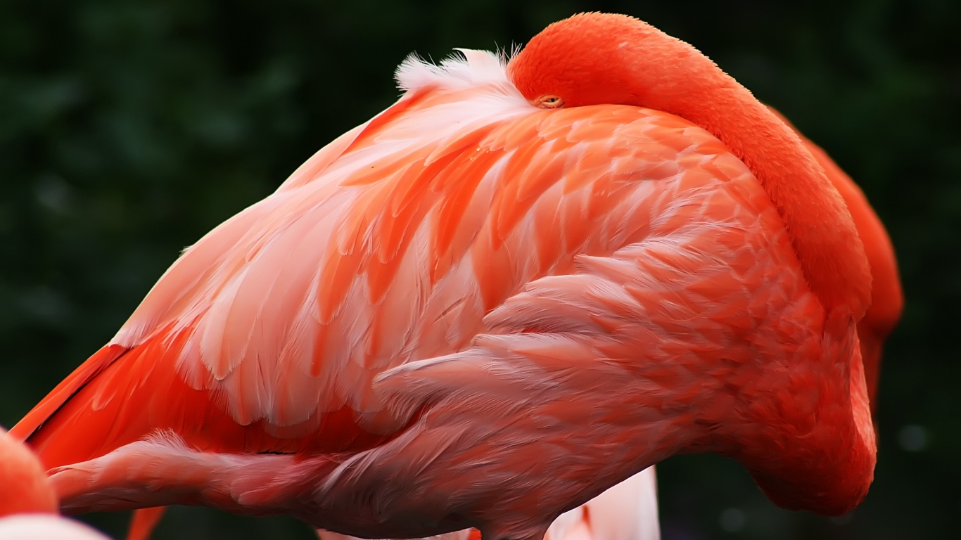 Caribbean Flamingo for 1366 x 768 HDTV resolution