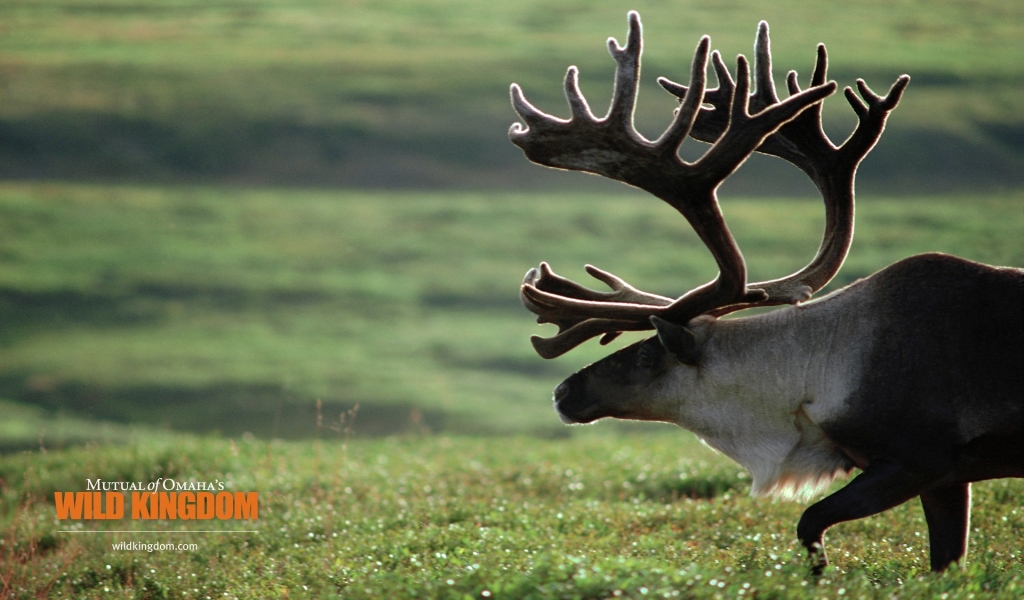 Caribou for 1024 x 600 widescreen resolution