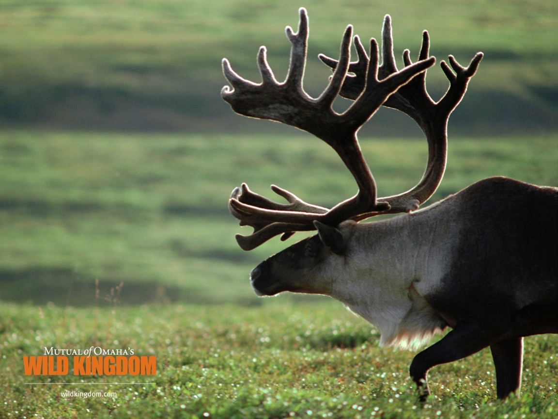 Caribou for 1152 x 864 resolution