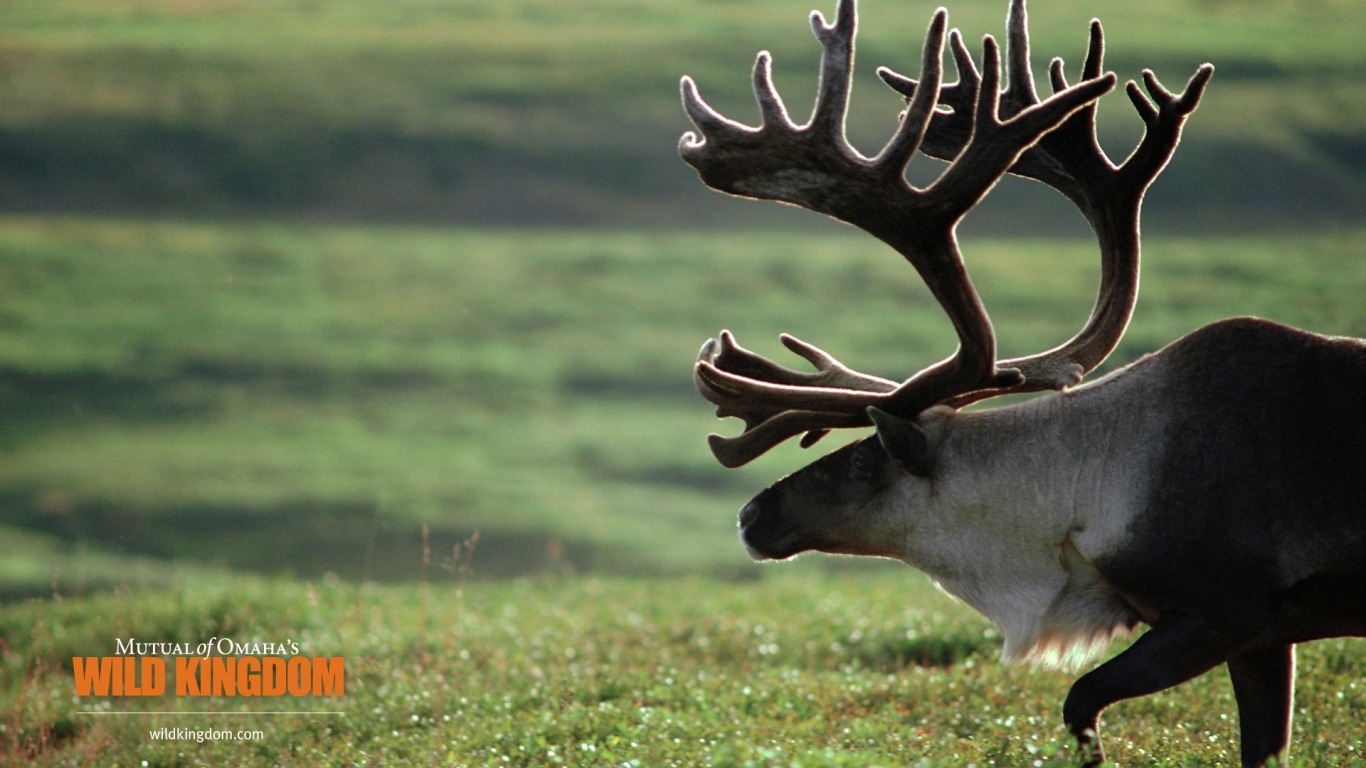 Caribou for 1366 x 768 HDTV resolution