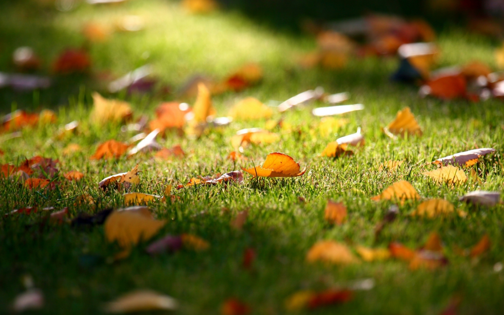 Carpet of Leaves for 1680 x 1050 widescreen resolution