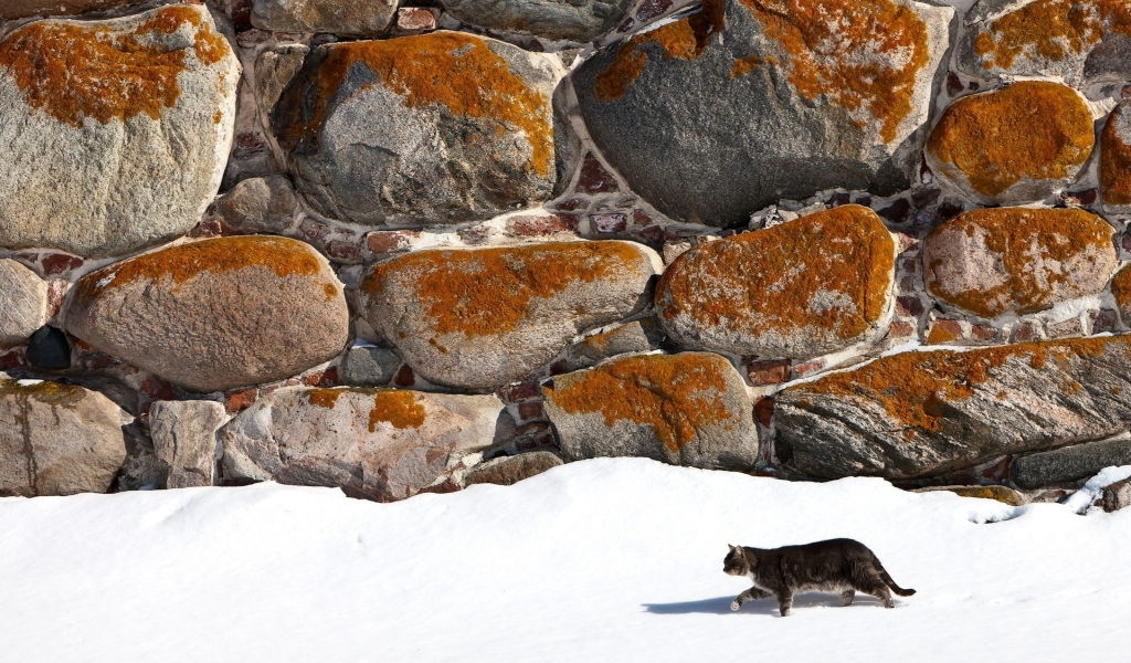 Cat Alone for 1024 x 600 widescreen resolution