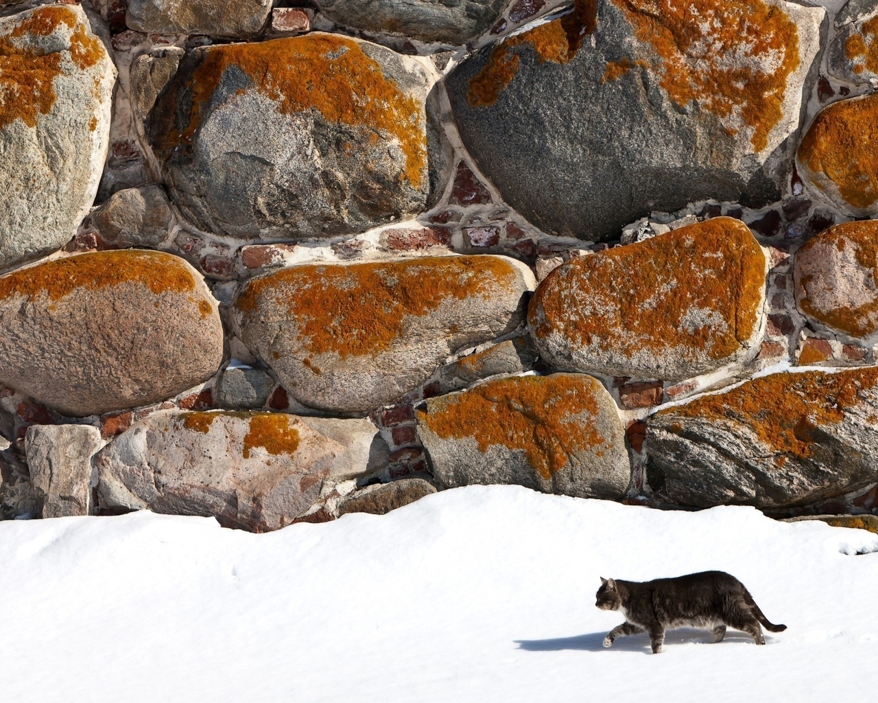 Cat Alone for 1280 x 1024 resolution