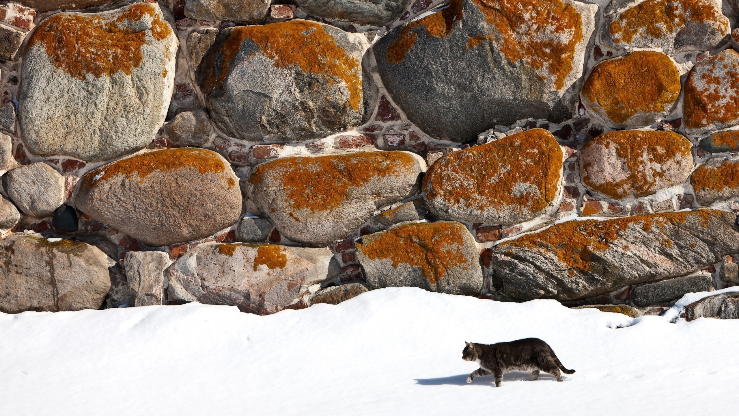 Cat Alone for 2560x1440 HDTV resolution