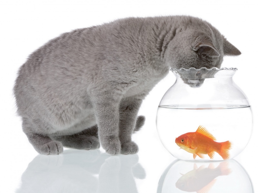 Cat and Fishbowl for 1024 x 768 resolution