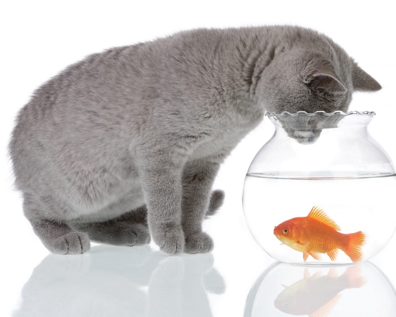 Cat and Fishbowl for 1280 x 1024 resolution