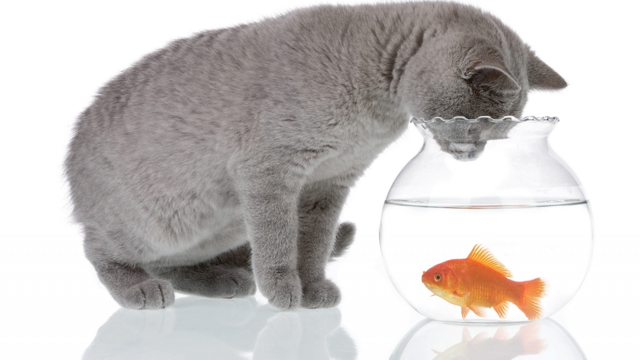 Cat and Fishbowl for 1280 x 720 HDTV 720p resolution