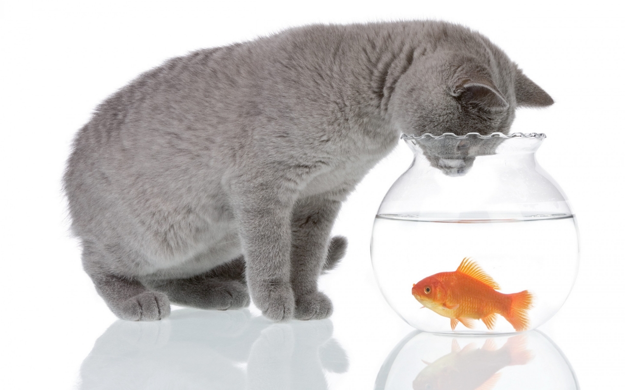 Cat and Fishbowl for 1280 x 800 widescreen resolution
