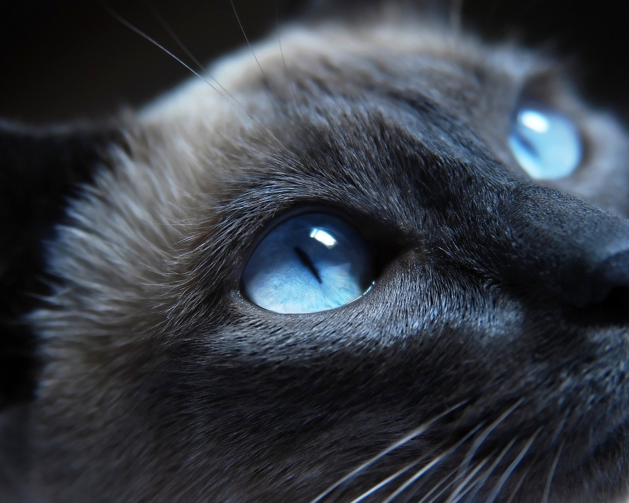 Cat Blue Eyes for 1280 x 1024 resolution