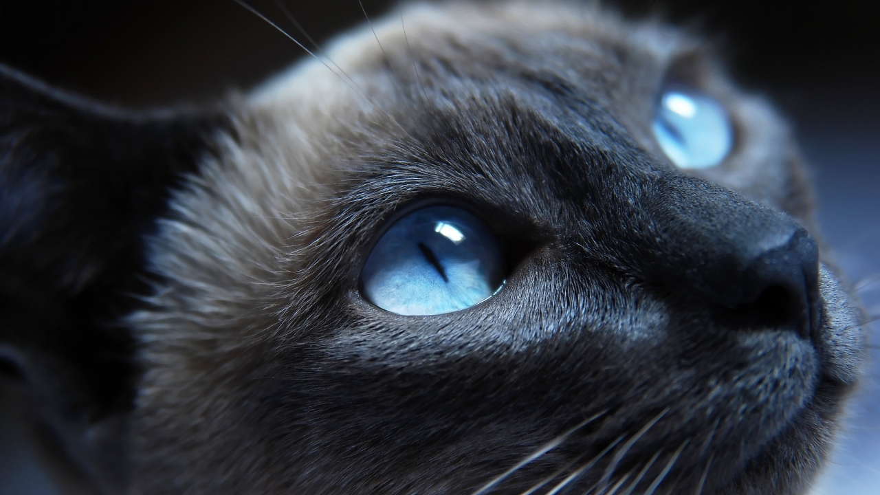 Cat Blue Eyes for 1280 x 720 HDTV 720p resolution