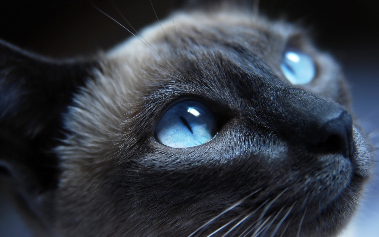 Cat Blue Eyes for 1280 x 800 widescreen resolution