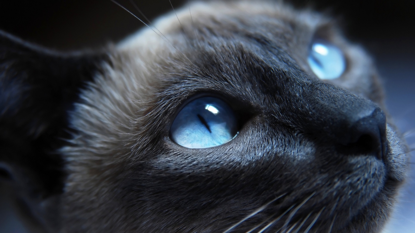 Cat Blue Eyes for 1366 x 768 HDTV resolution