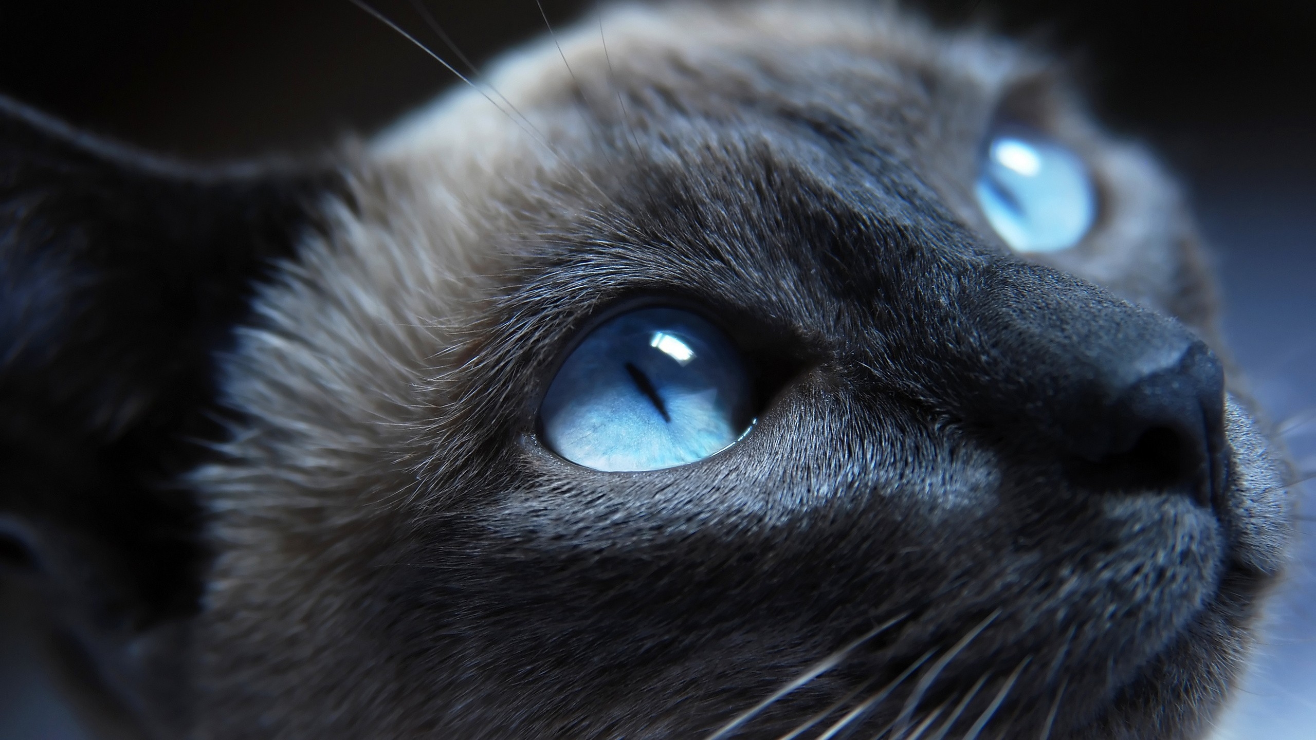 Cat Blue Eyes for 2560x1440 HDTV resolution