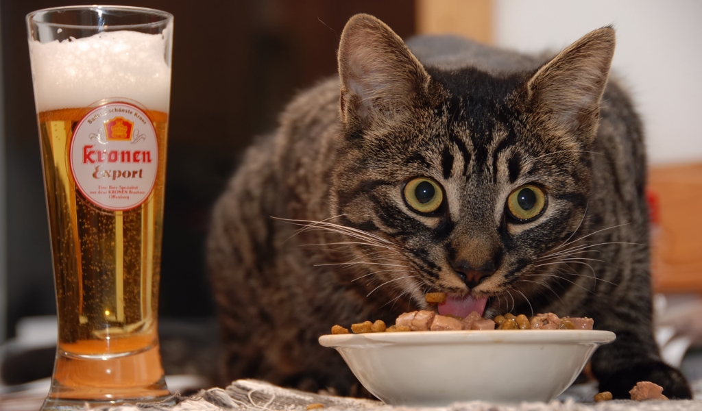 Cat Eating for 1024 x 600 widescreen resolution