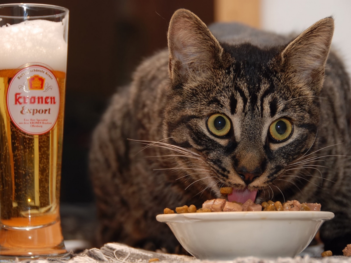 Cat Eating for 1152 x 864 resolution