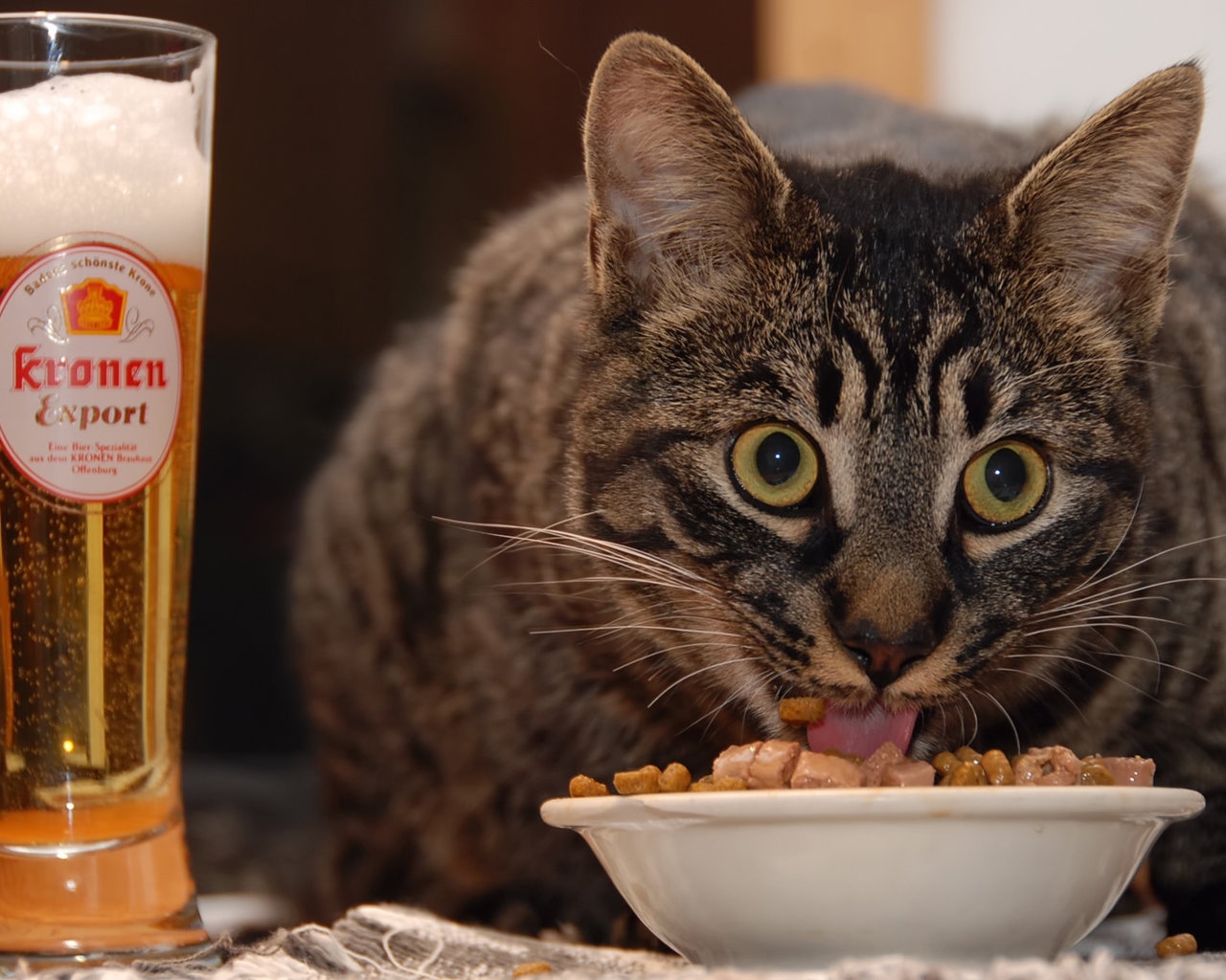 Cat Eating for 1280 x 1024 resolution