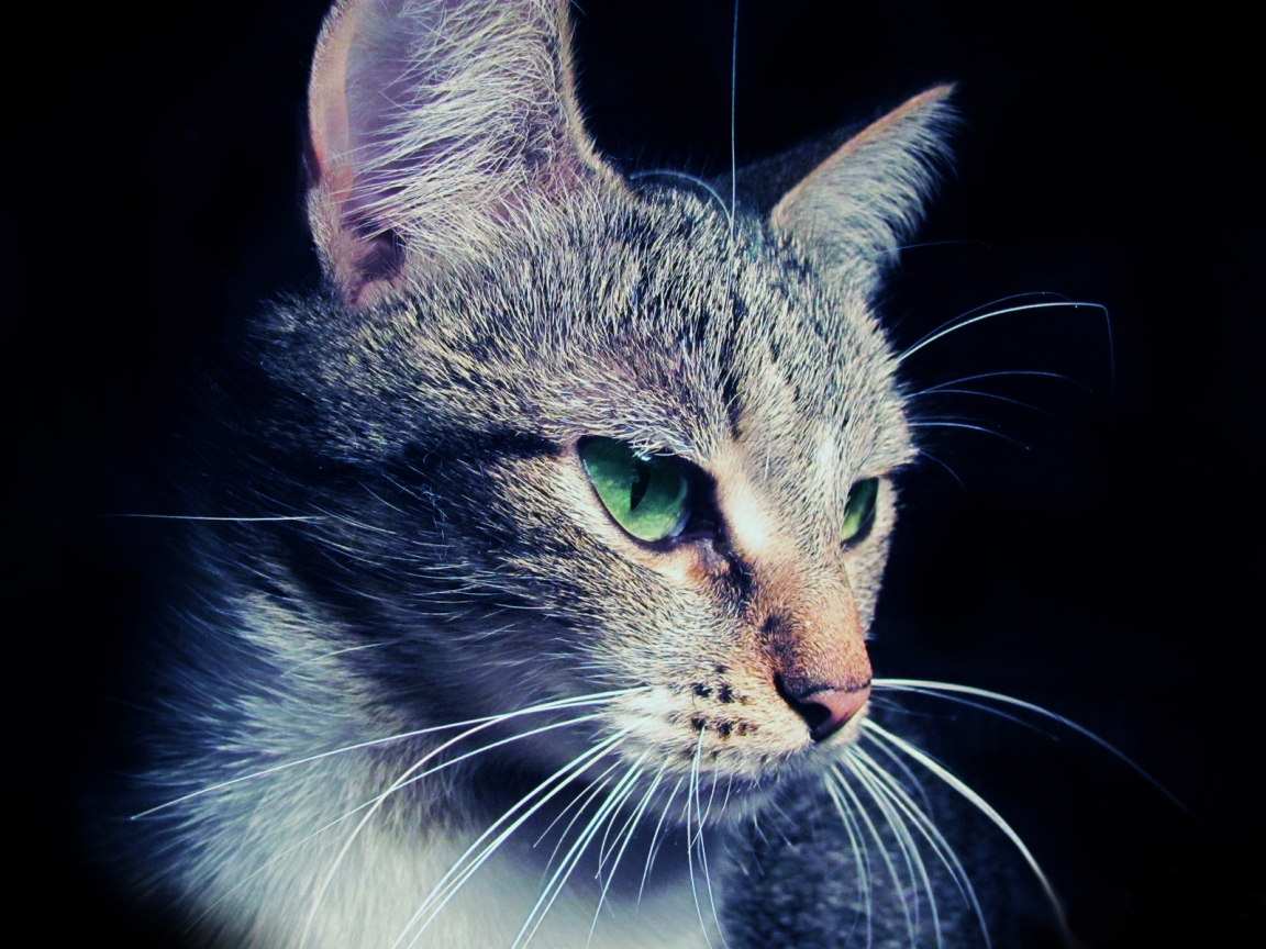 Cat Eyes for 1152 x 864 resolution