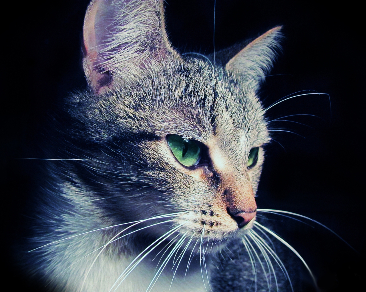 Cat Eyes for 1280 x 1024 resolution