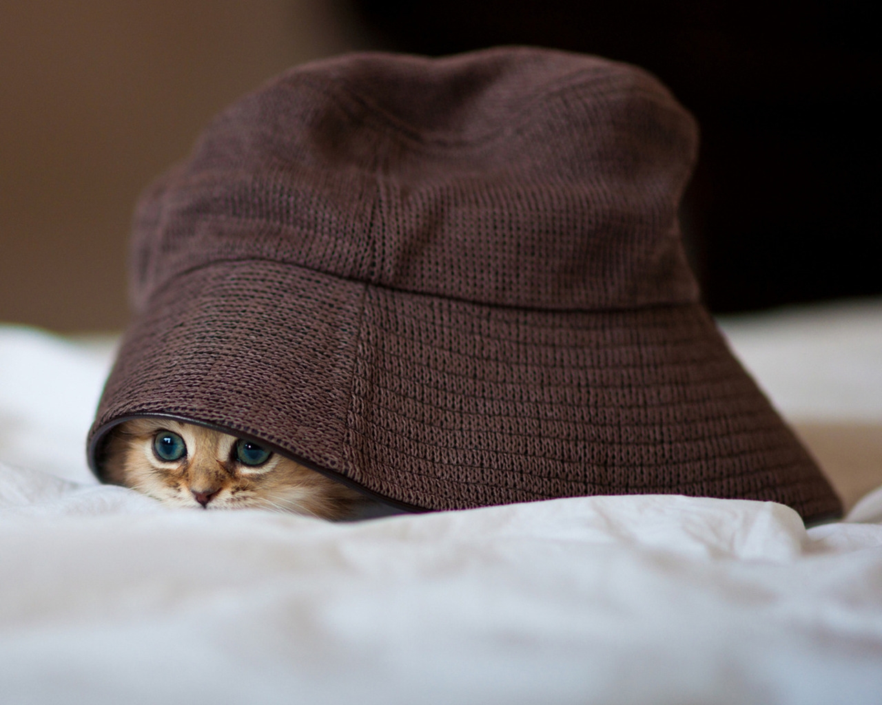 Cat in a Hat for 1280 x 1024 resolution